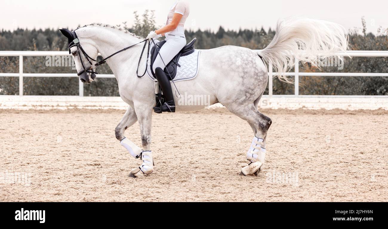 Cheval blanc classique de dressage. Sports équestres. Dressage de chevaux dans l'arène. Étalon de sport dans la bride. Spectacle de compétition équestre. Vert Banque D'Images