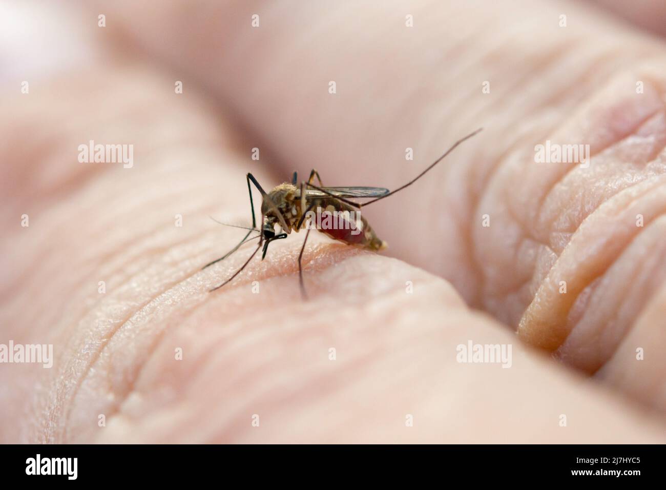 Close up mosquito de sucer le sang de la peau humaine Banque D'Images