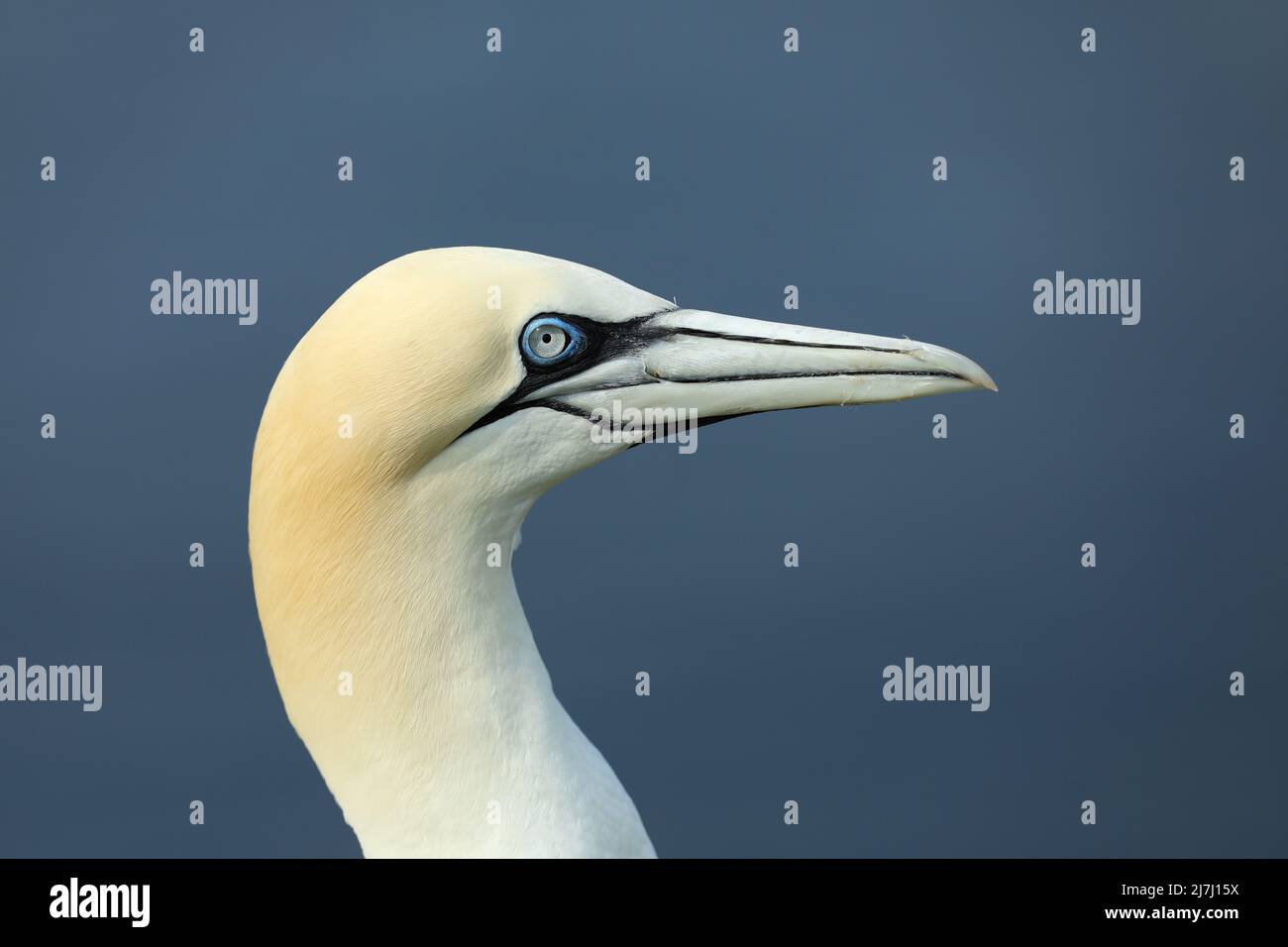 Gantet du Nord, portrait détaillé de la tête d'oiseau de mer, bleu foncé sur fond, faune (Sula bassana) Banque D'Images