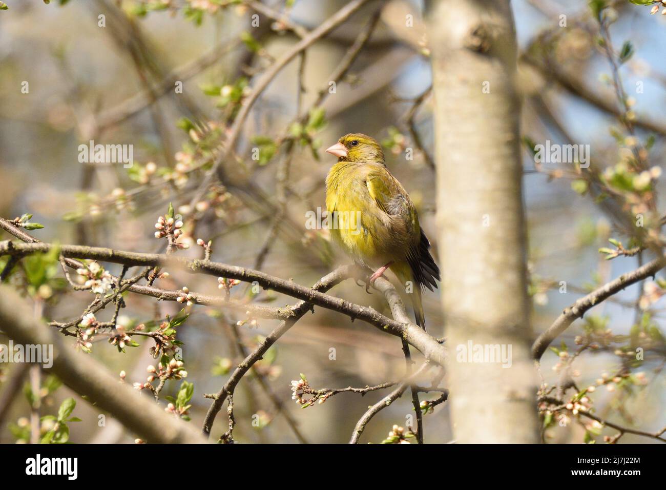 Greenfinch mâle se bronzant sur une branche après se lavant dans un ruisseau voisin. Angleterre, Royaume-Uni. Banque D'Images