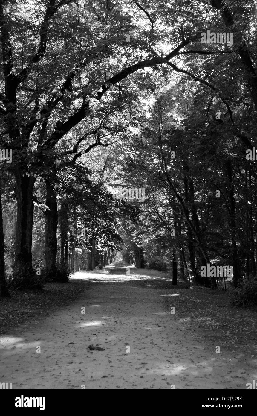 Plan vertical noir et blanc d'un chemin bordé d'arbres en France. Banque D'Images