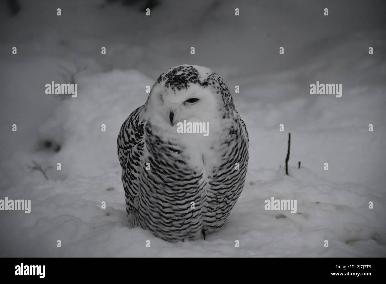 hibou enneigé qui reste vigilant dans la neige de la saison hivernale Banque D'Images