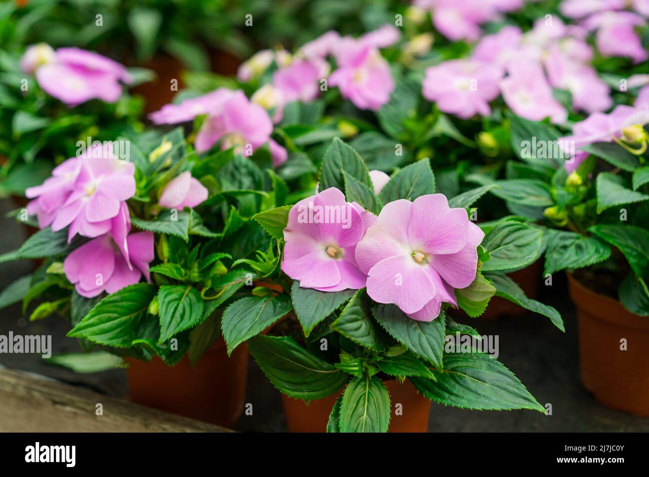 Violet impatiens hawkeri, les impatiens de la Nouvelle-Guinée en fleur dans les pots de plantes dans le centre du jardin. Idées pour le jardinage et la plantation dans une nouvelle saison. Séle Banque D'Images