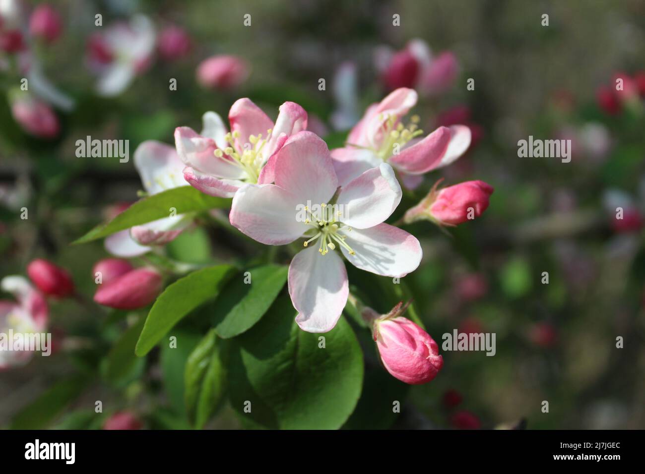 Gros plan d'une fleur d'écrevisses en jade avec d'autres en arrière-plan à Campground Road Woods à des Plaines, Illinois Banque D'Images