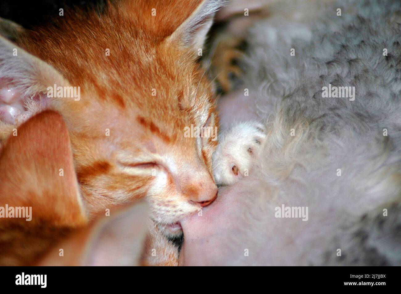 Les chatons d'erreur de race croisée de Scotish Fold et Cornish Rex 13 semaines de soins infirmiers Banque D'Images