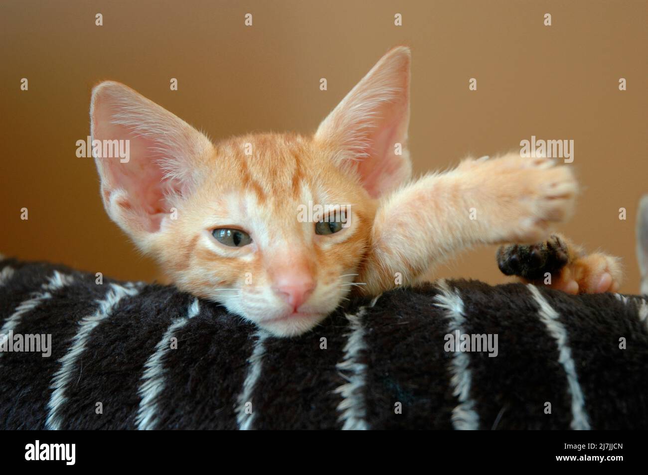 Les chatons d'erreur de race croisée de Scotish Fold et Cornish Rex 13 semaines Banque D'Images