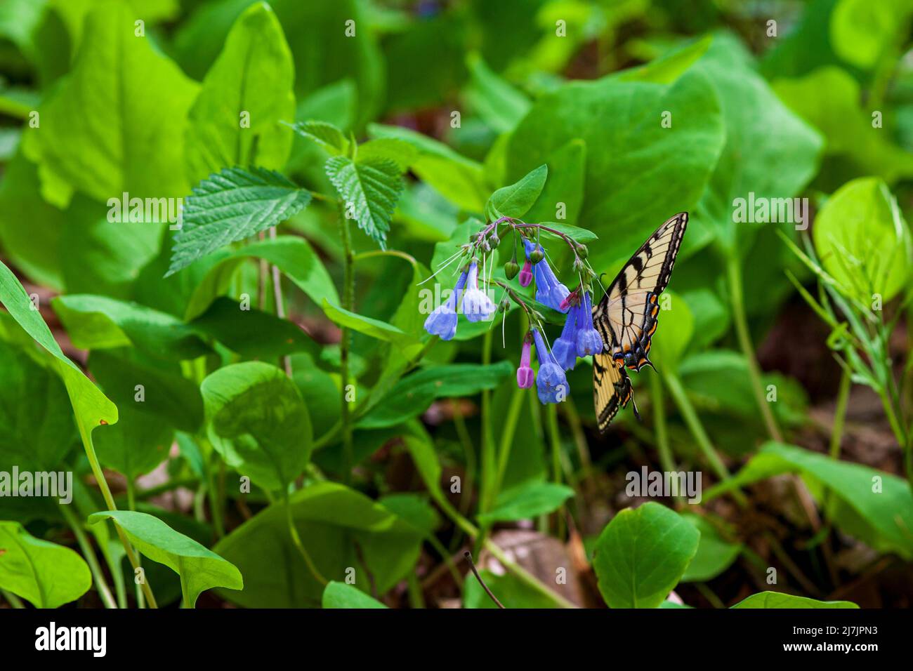 Papillon monarque sur un Bluebell de Virginie Banque D'Images