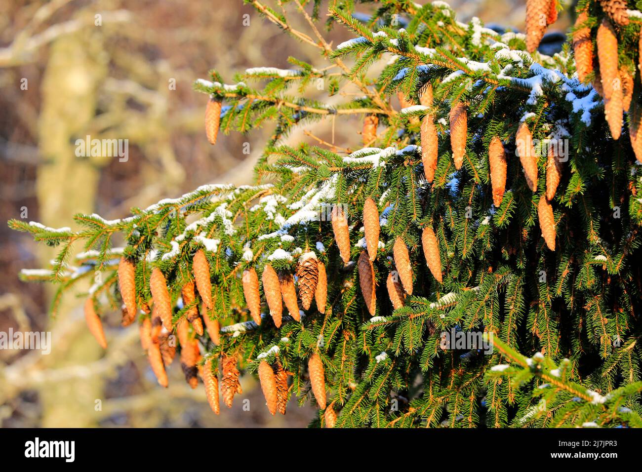 Épinette de Norvège, Picea abies, en pleine forêt en Finlande, branches transportant beaucoup de cônes. Janvier 2022. Banque D'Images