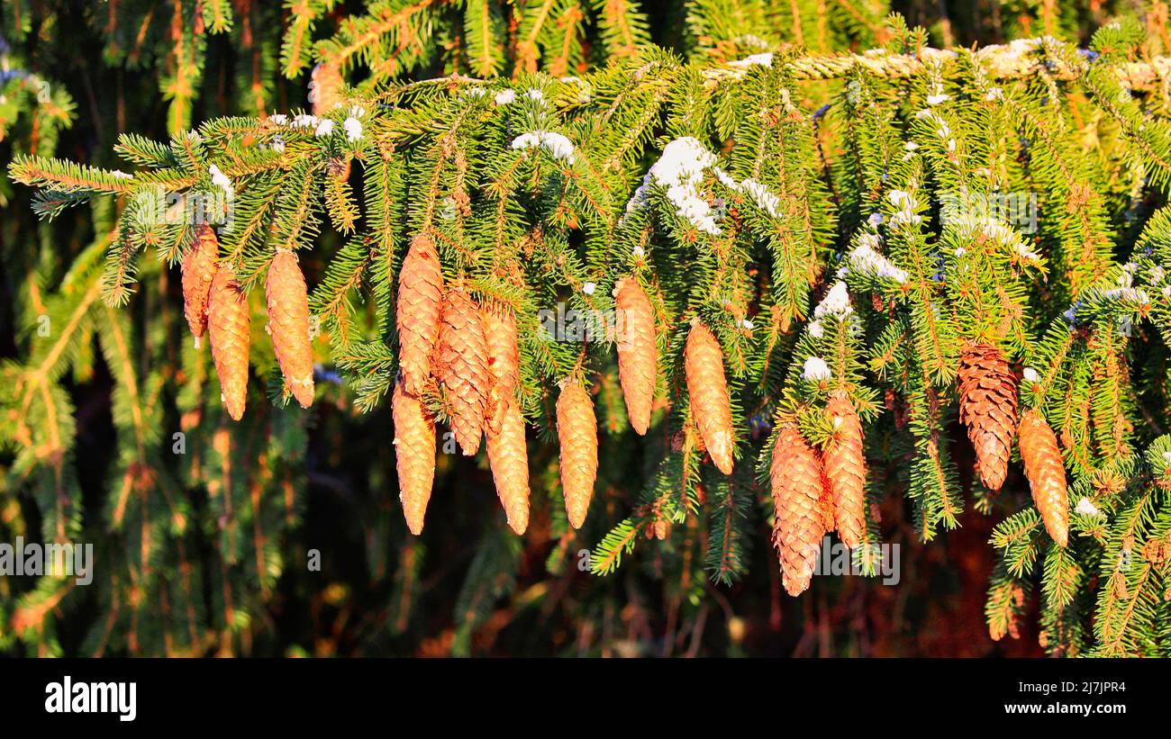 Épinette de Norvège, Picea abies, en pleine forêt en Finlande, branches transportant beaucoup de cônes. Janvier 2022. Banque D'Images