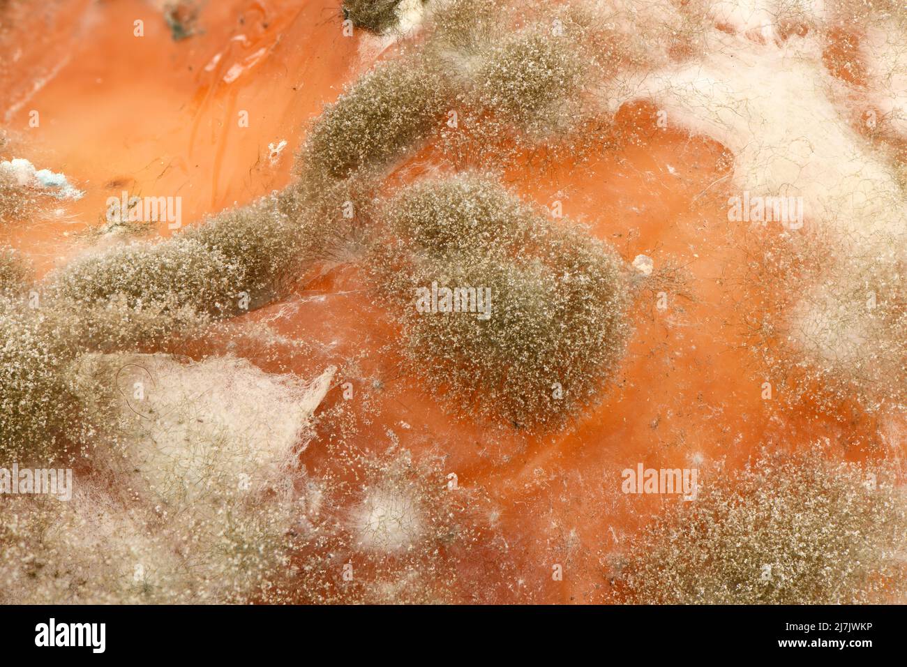 Gros plan extrême du moule. Prise de vue macro du moule. Vue latérale. La moisissure est un champignon qui pousse sous forme de filaments multicellulaires. Photo haute résolution. Complet Banque D'Images