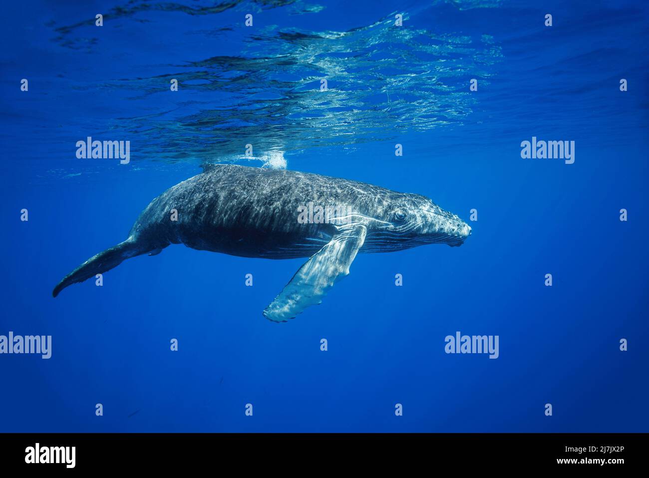 Une jeune baleine à bosse, Megaptera novaeangliae, à la surface pour respirer, Hawaï. Banque D'Images