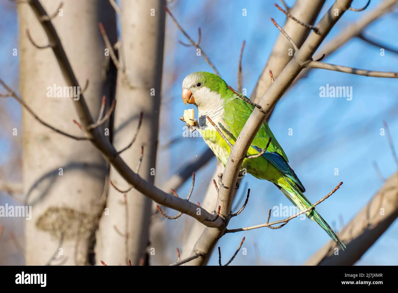 Monk Parakeet Master class de cuisine élégante avec des pattes multi-usage. Alias Myiopsitta monachus. Alias perroquet Quaker. Banque D'Images