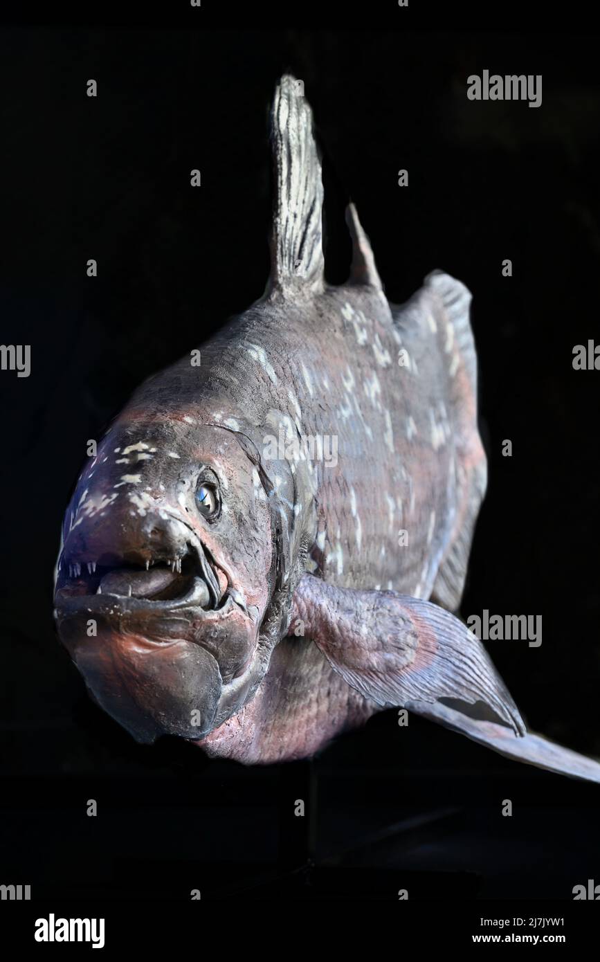 LifeSize reconstruction réaliste du poisson coelacanth, Latimeria chalumnae, fossile vivant dans l'océan Indien occidental. Banque D'Images