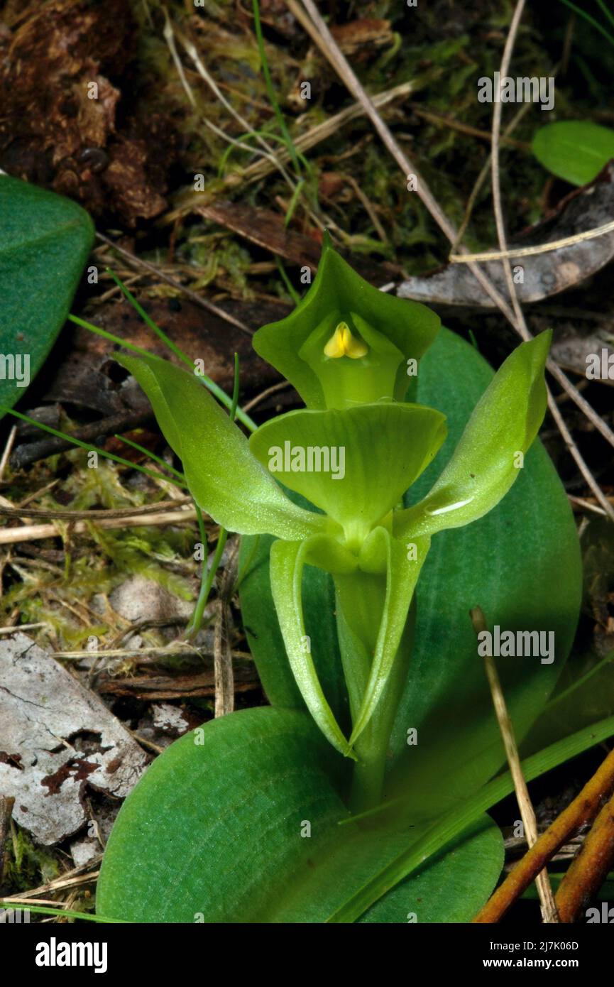 Les orchidées d'oiseaux verts (Chiloglottis cornuta) sont assez rares, donc j'ai été ravi de trouver celle-ci en croissance parmi quelques orchidées d'oiseaux communs (C. Valida). Banque D'Images