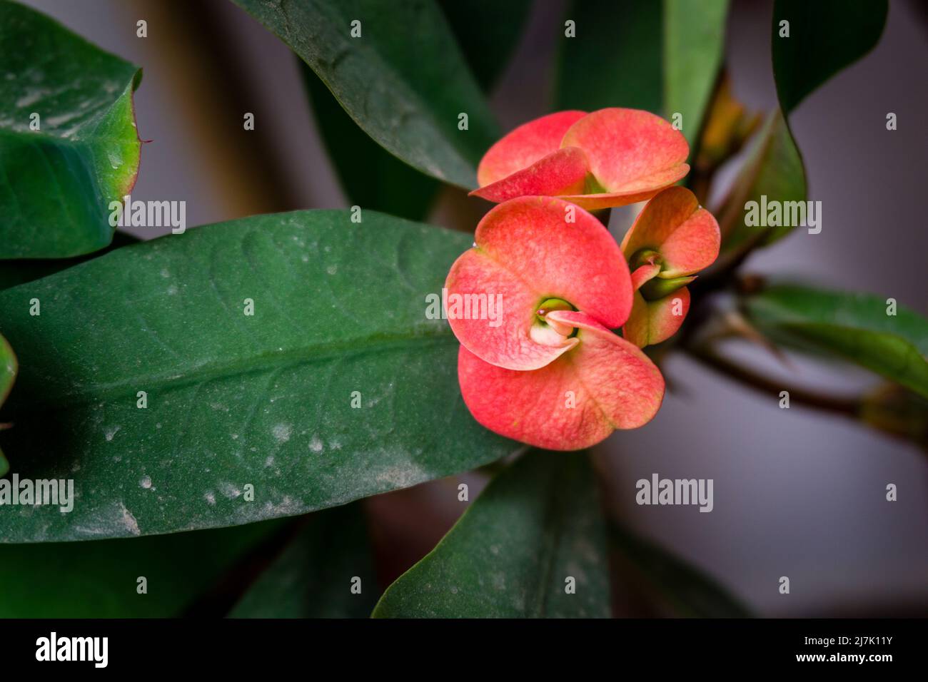 A Euphorbia milii la couronne des épines Christ plant ou Christ thorn, est une espèce de plante à fleurs de la famille des Euphorbiaceae indigène à Madaga Banque D'Images