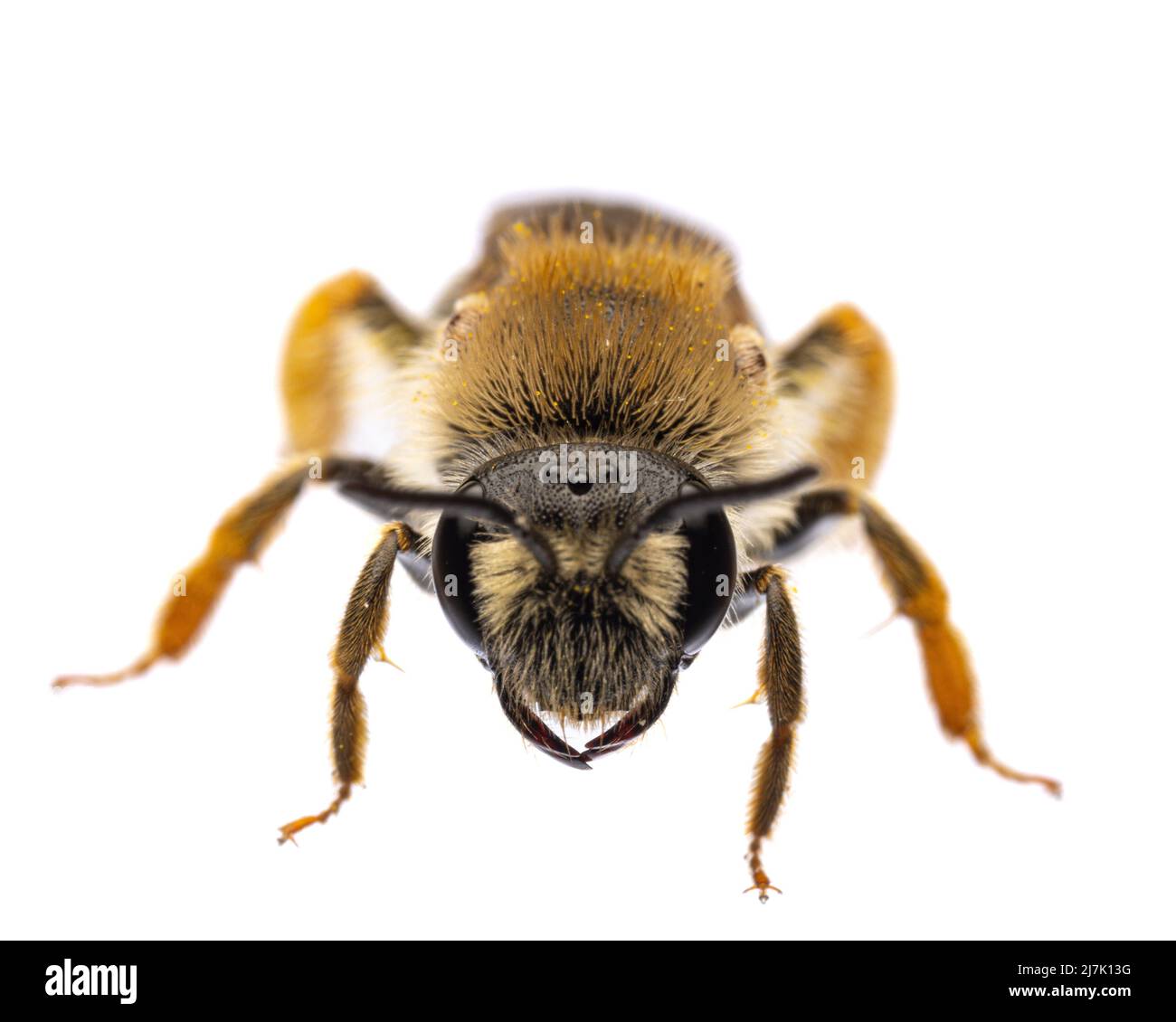 Insectes d'europe - abeilles: Vue de face - tête de femelle Andrena haemorrhoa (rotschopfige Sandbiene allemand) isolé sur fond blanc Banque D'Images