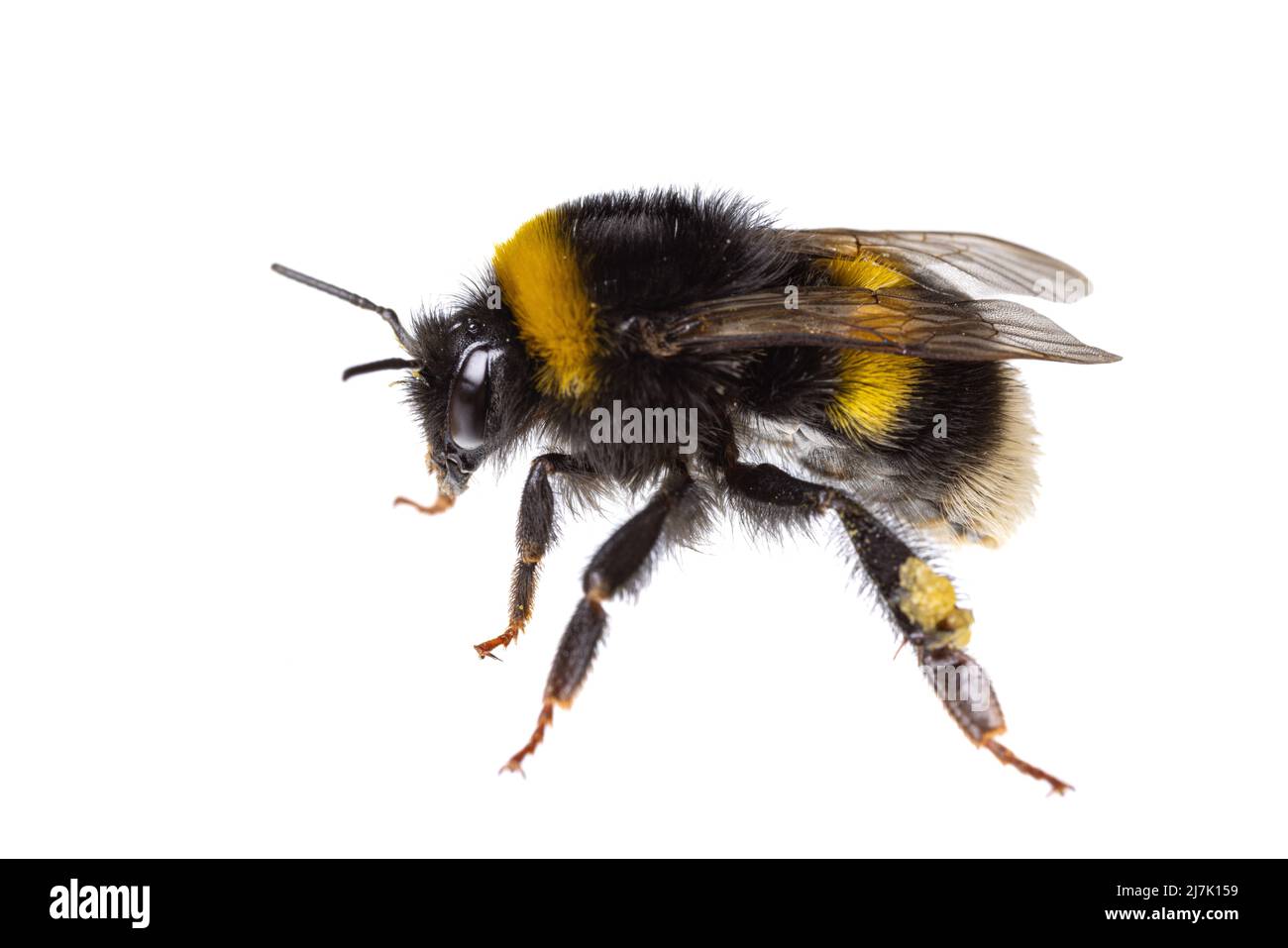 Insectes d'europe - abeilles: Vue de côté macro de femelles Bumblebee (complexe Bombus lucorum ) isolé sur fond blanc Banque D'Images