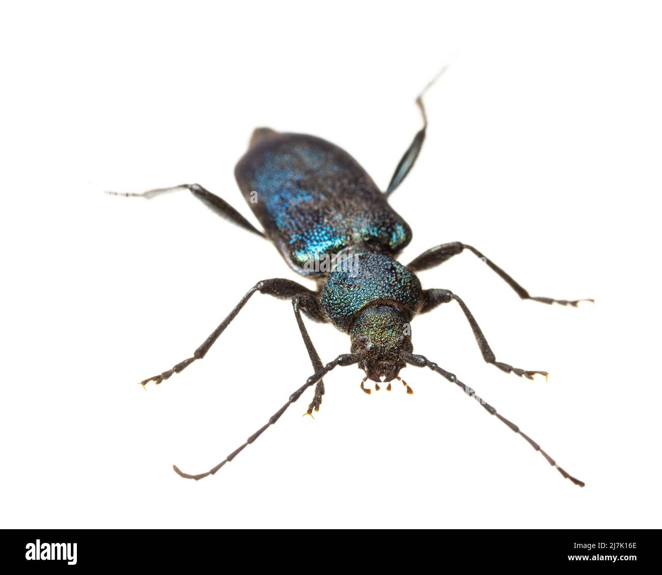 Insectes d'europe - coléoptères : vue de face de Callidium violaceum ( blauvioetter allemand Scheibenbock ) isolé sur fond blanc Banque D'Images