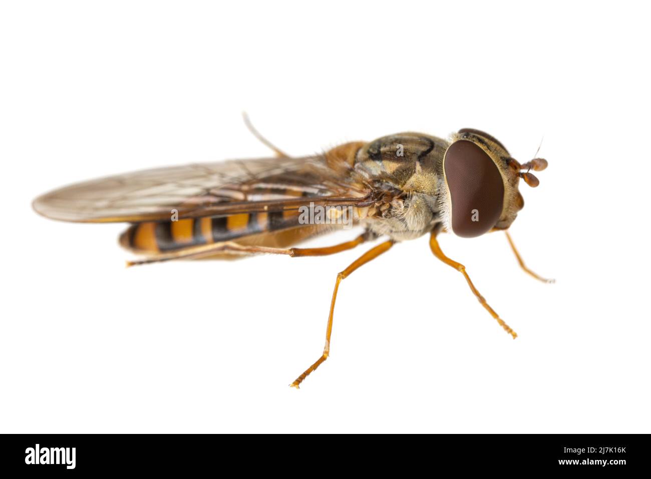 Insectes d'europe - mouches: Vue latérale macro de l'aéroglisseur Episyrphus balteatus ( marmalade l'aéroglisseur allemand Hainschwebfliege ) isolé sur le backgroun blanc Banque D'Images