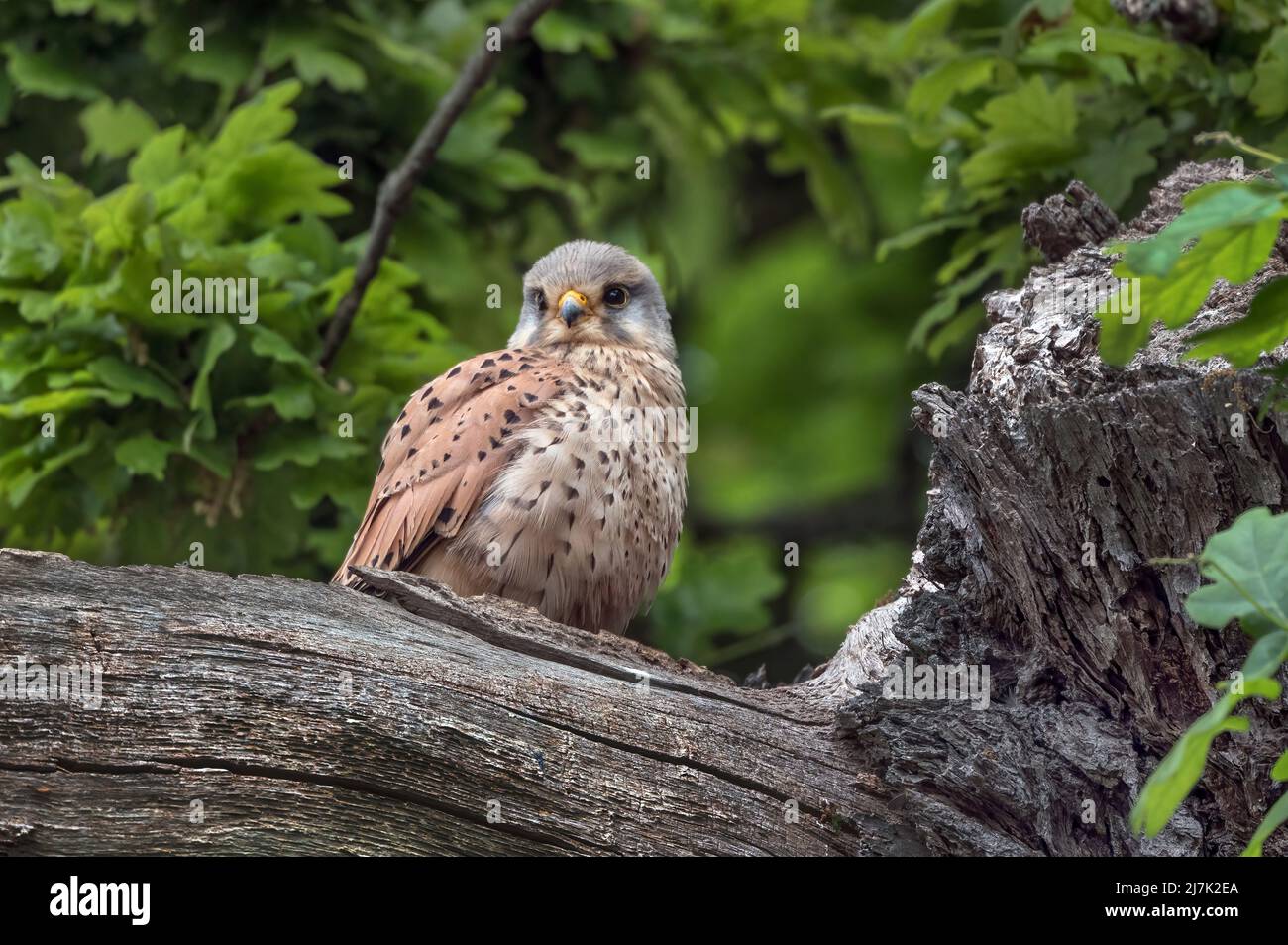 Kestrels communs vivant sauvage dans la forêt Banque D'Images