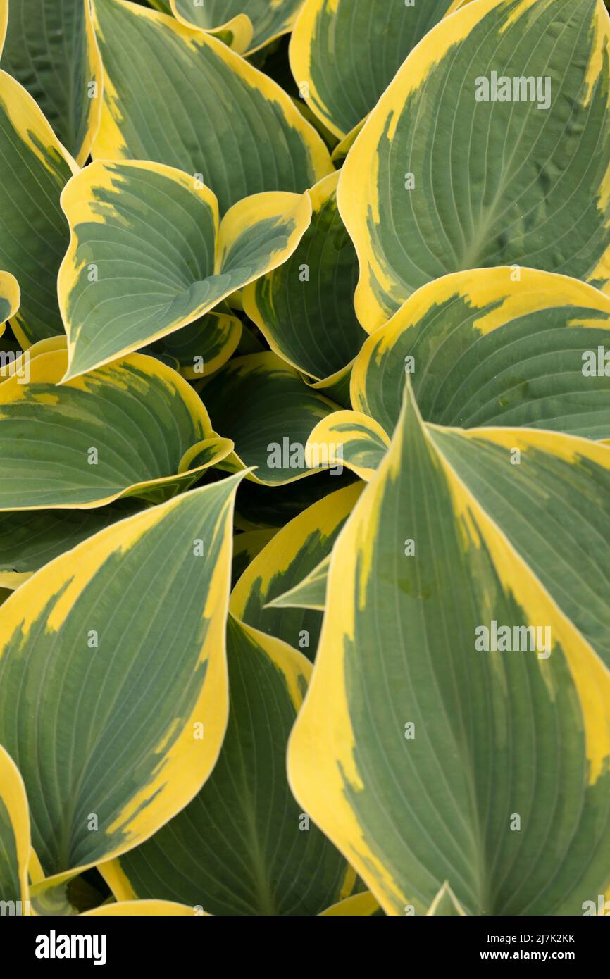 Portrait semi-abstrait de plantes en gros plan de Hosta 'First Frost', plantain de lis 'First Frost' frappant le feuillage Banque D'Images