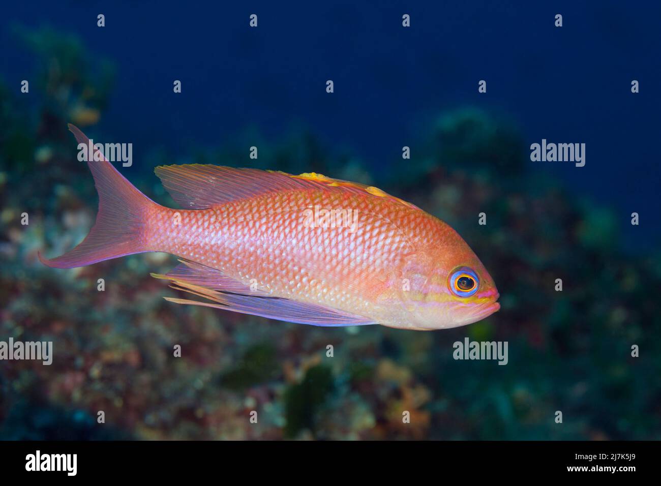 Anthias méditerranéennes, anthias anthias, île de vis, mer Méditerranée, Croatie Banque D'Images