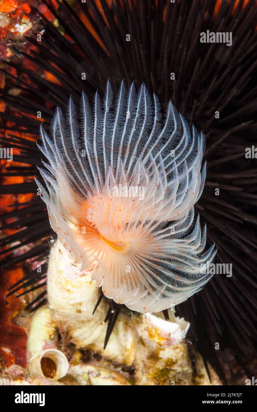 Tube Worm, Protula Spec., vis Island, Méditerranée, Croatie Banque D'Images