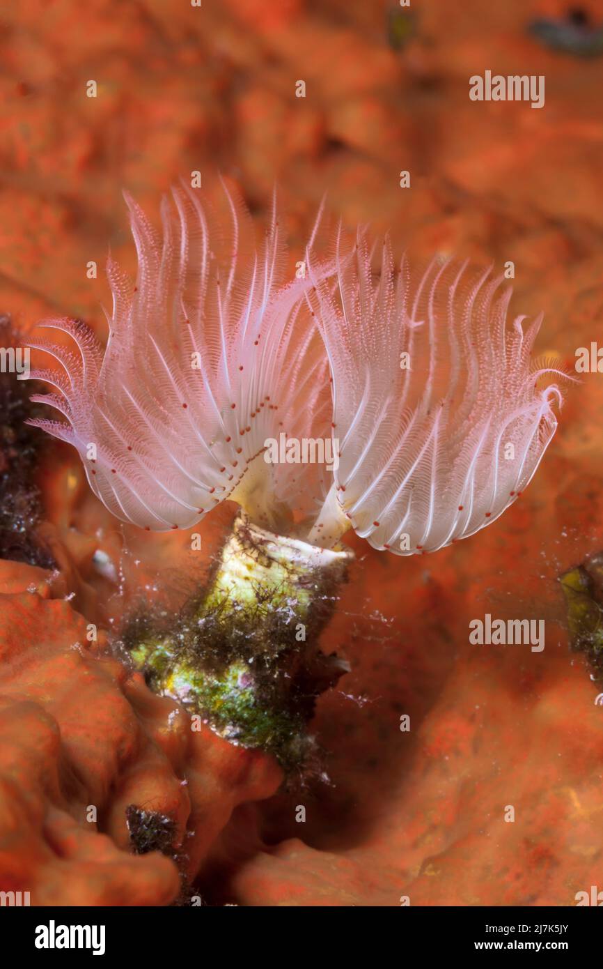 Tube Worm, Protula Spec., vis Island, Méditerranée, Croatie Banque D'Images