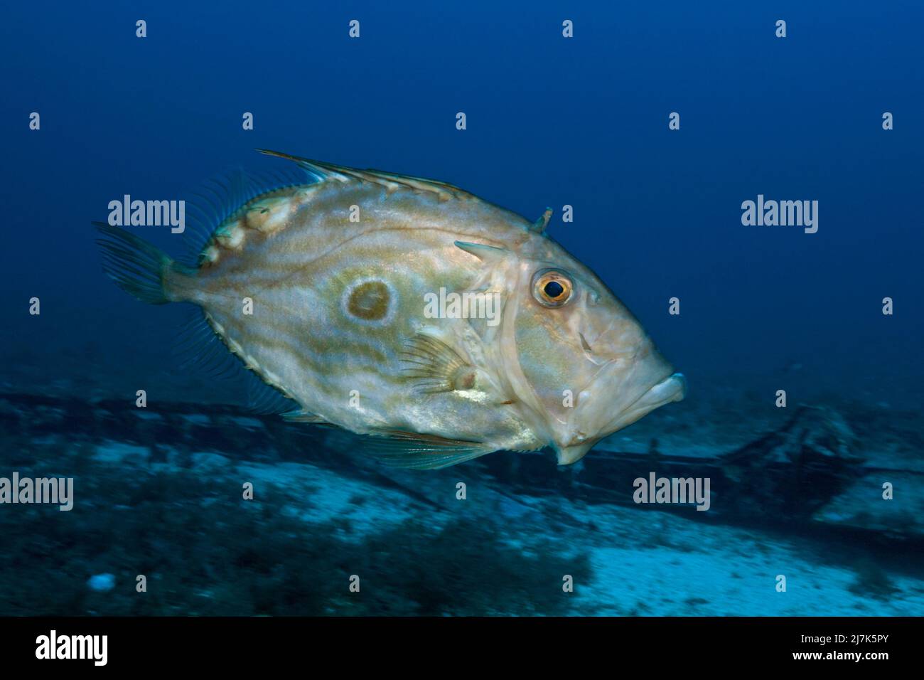 John Dory, Zeus Faber, Île de vis, Mer méditerranée, Croatie Banque D'Images