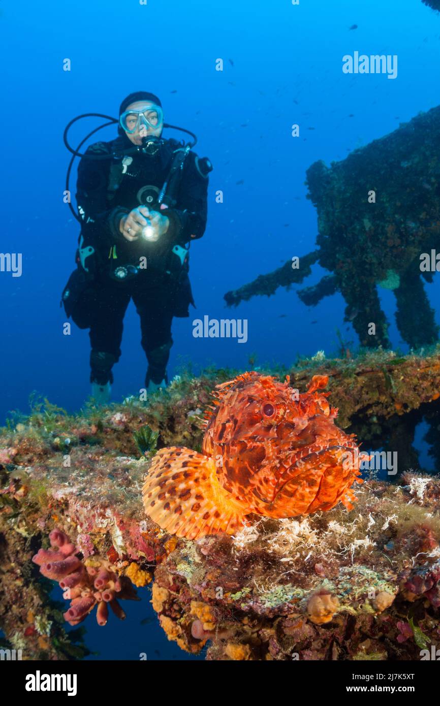 Diva Diva Diver trouve le Scorpionfish rouge à Vassilios Wreck, Scorpaena scrofa, vis Island, Méditerranée, Croatie Banque D'Images