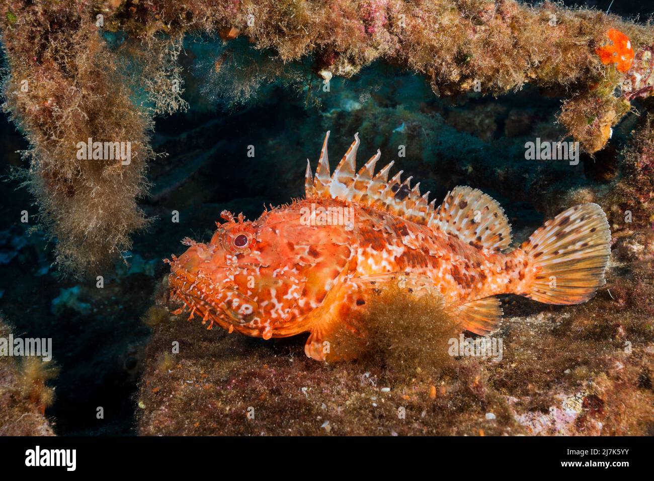 Scorpionfish rouge à l'épave de Teti, Scorpaena scrofa, île de vis, mer Méditerranée, Croatie Banque D'Images