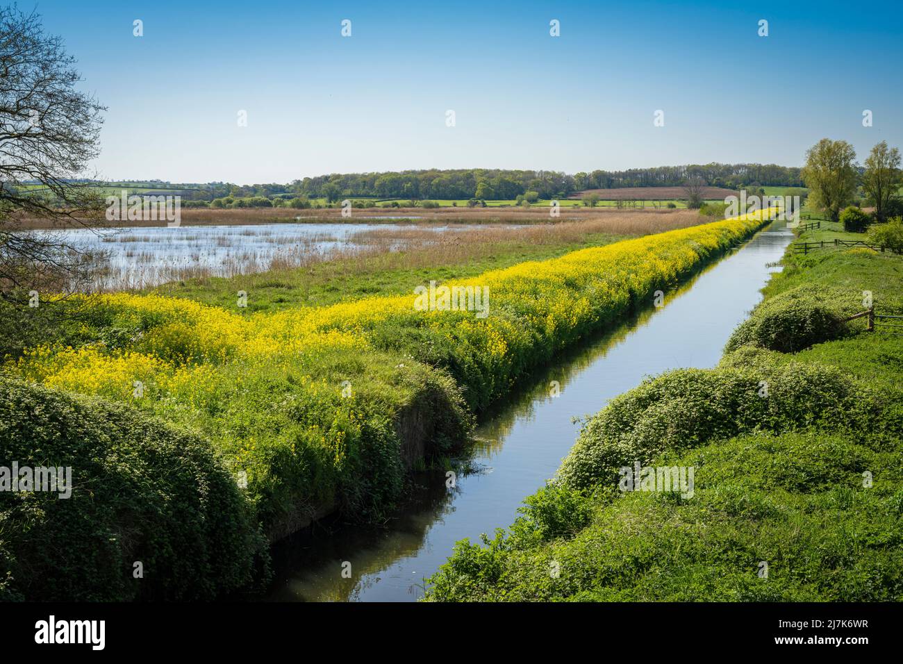 Remaillage de la zone humide de la réserve naturelle de Ham Wall RSPB, Somerset Banque D'Images