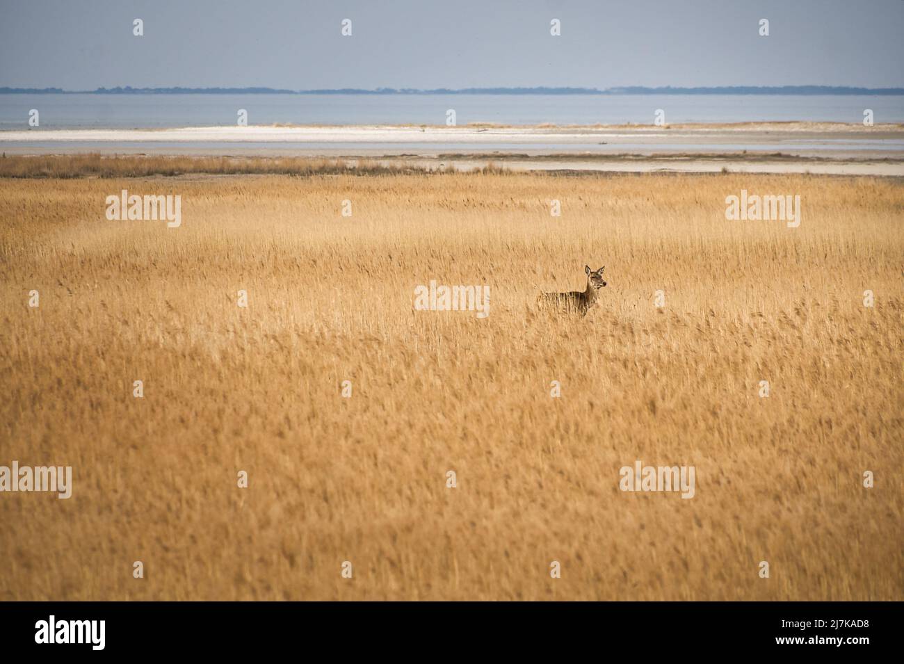 doe sur les darss cachés dans les roseaux. Mammifères de la mer Baltique. Enregistrement de la faune en Allemagne Banque D'Images