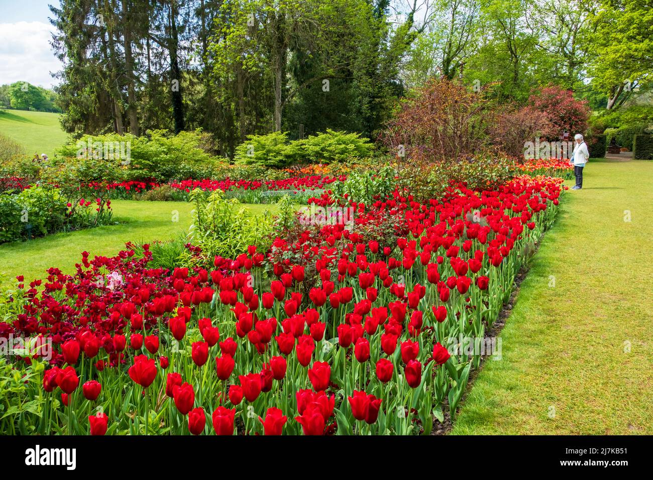 Tulipes à Pashley Manor Gardens, East Sussex, Royaume-Uni Banque D'Images