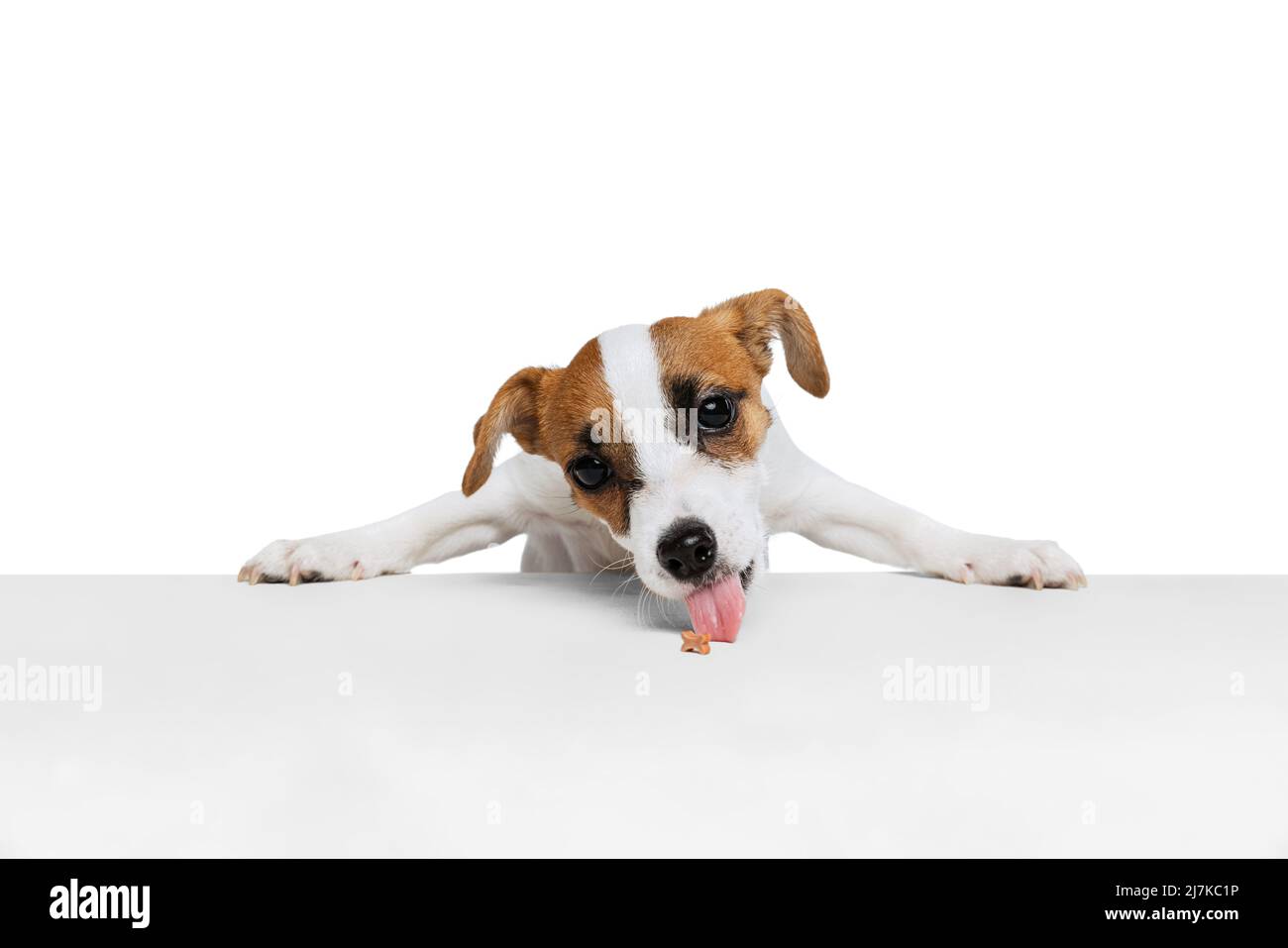 Portrait du chiot de Jak Russell Terrier debout sur les pattes arrière et manger à partir de la table isolée sur fond blanc de studio Banque D'Images