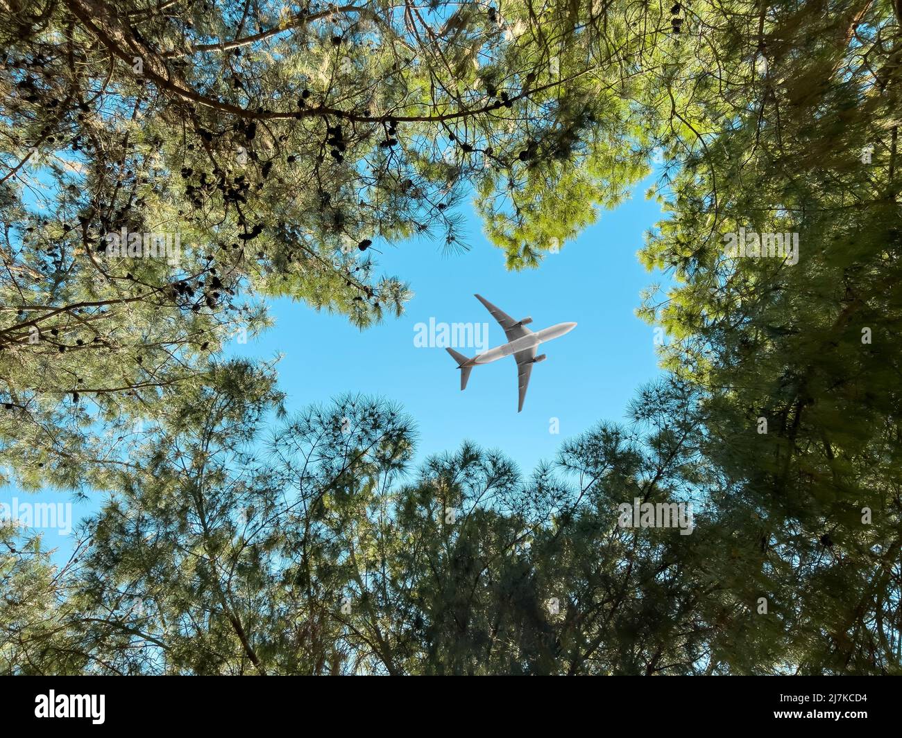 Vol d'un avion au-dessus de la forêt, vue de dessous Banque D'Images