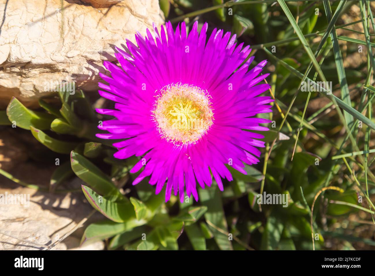 Carpobrotus acinaciformis, communément appelé elands sourfig, Elandssuurvy ou Sally-my-handsome Banque D'Images