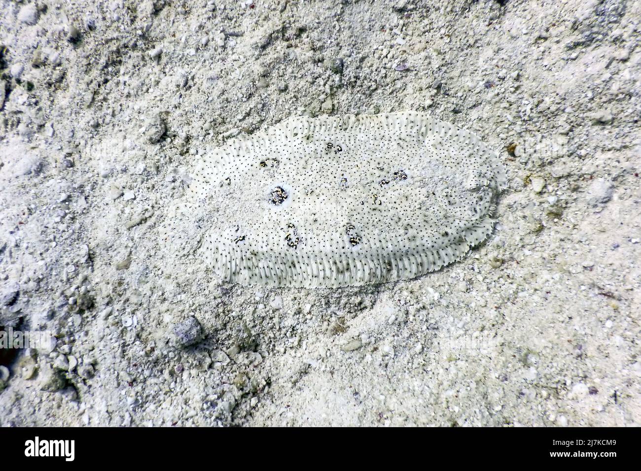 Semelle sans finx, poissons plats camouflés sur fond sableux (pardachirus marmoratus) eaux tropicales, vie marine Banque D'Images