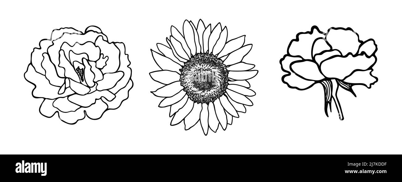 Ensemble de fleurs dessinées à la main. Contours noirs d'une fleur sur fond blanc. Tournesol, rose.silhouettes de fleur de Doodle.Contour noir. Vecteur Illustration de Vecteur
