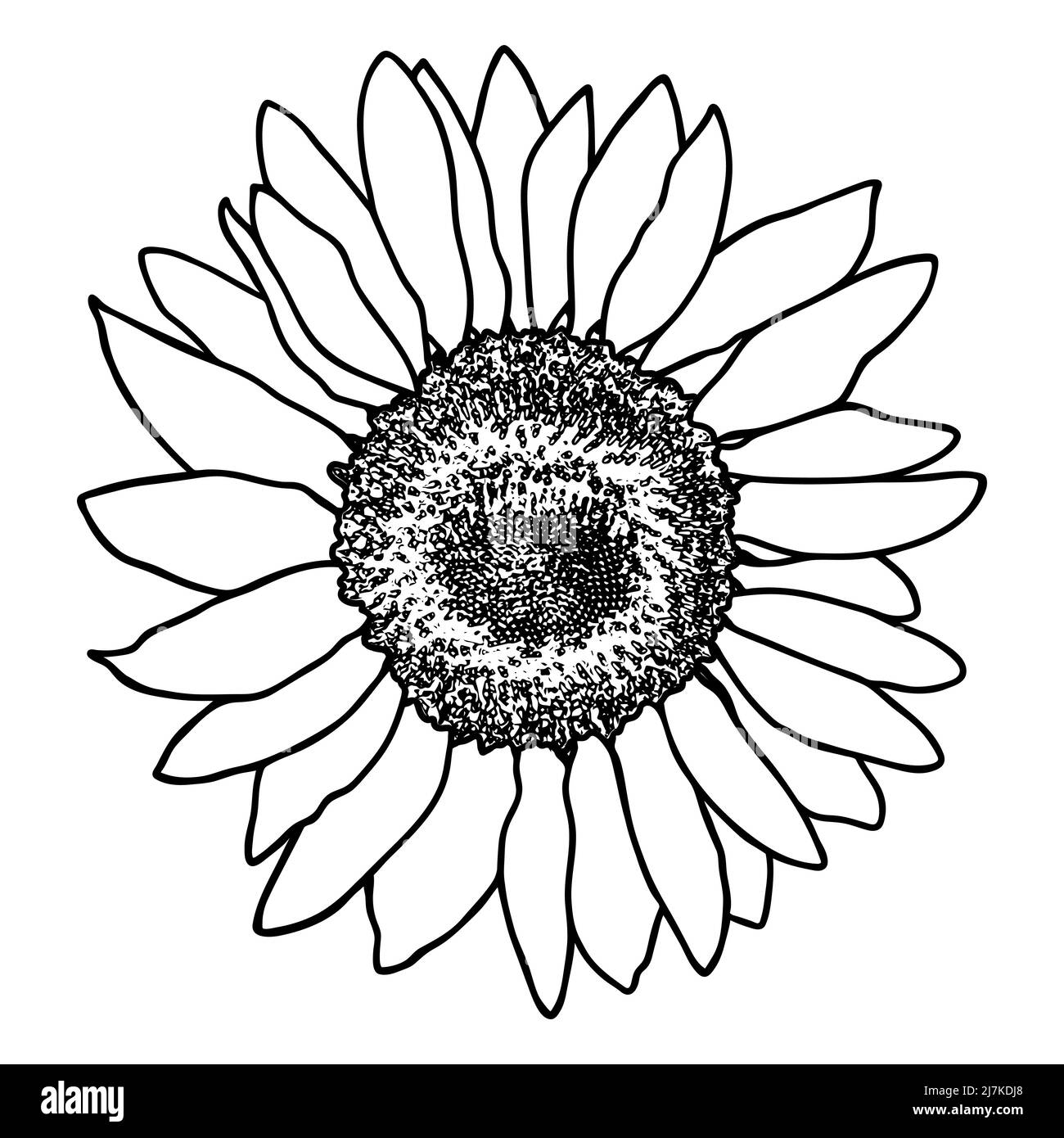 Esquisse de fleurs de tournesol. Silhouette de tournesol Doodle. Dessin