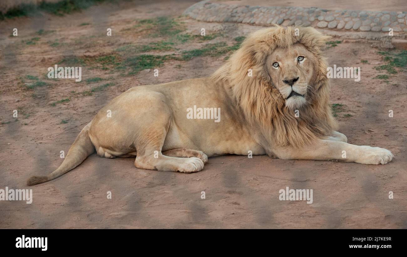 LION D'AFRIQUE MASCULIN (Panthera Leo) Bahria Town Islamabad. Banque D'Images