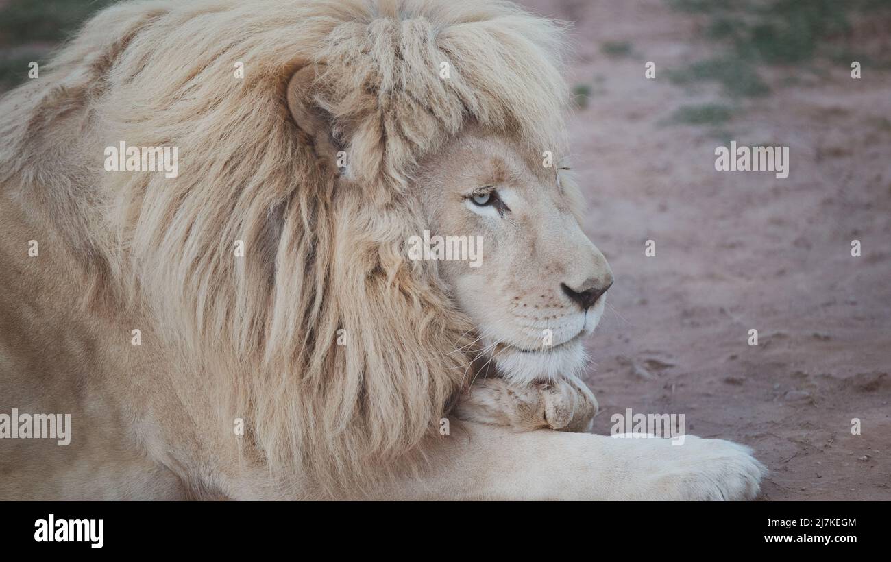 LION D'AFRIQUE MASCULIN (Panthera Leo) Bahria Town Islamabad. Banque D'Images