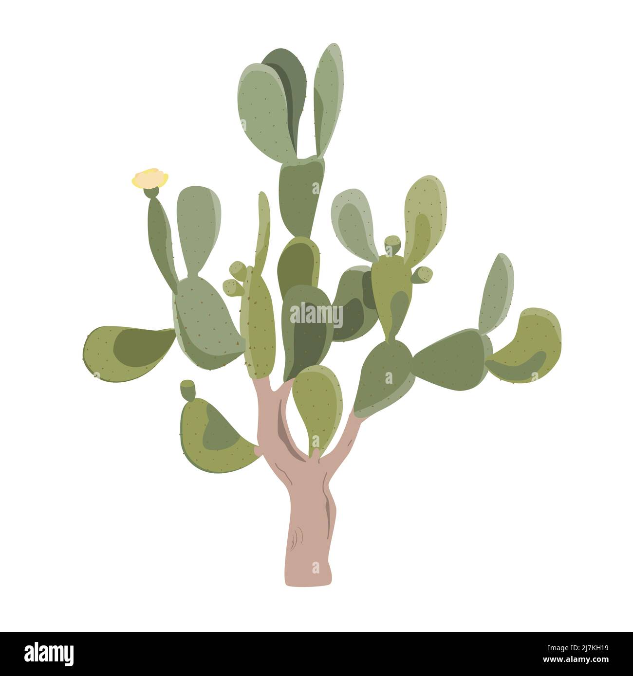Cactus Pear pickly. Vieux opuntia arbre avec des fruits, et des fleurs. Illustration vectorielle isolée sur blanc Illustration de Vecteur Cactus Pear pickly. Vieux opuntia arbre avec des fruits, et des fleurs. Illustration vectorielle isolée sur blanc Illustration de Vecteur