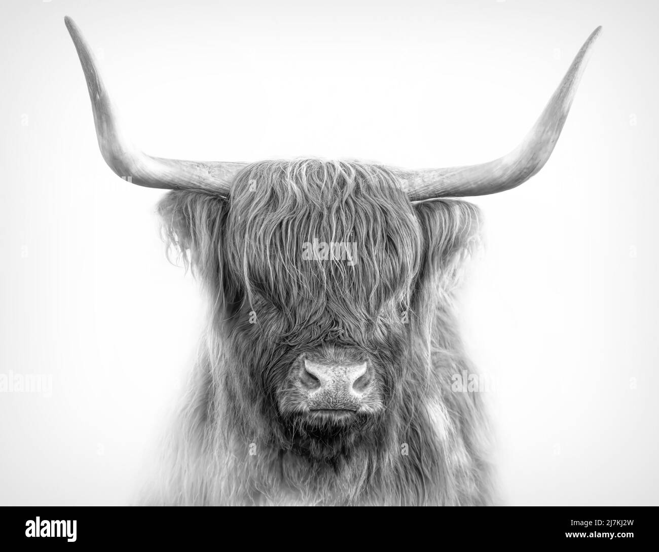 Portrait de vache écossaise Highland sur fond blanc en noir et blanc Banque D'Images