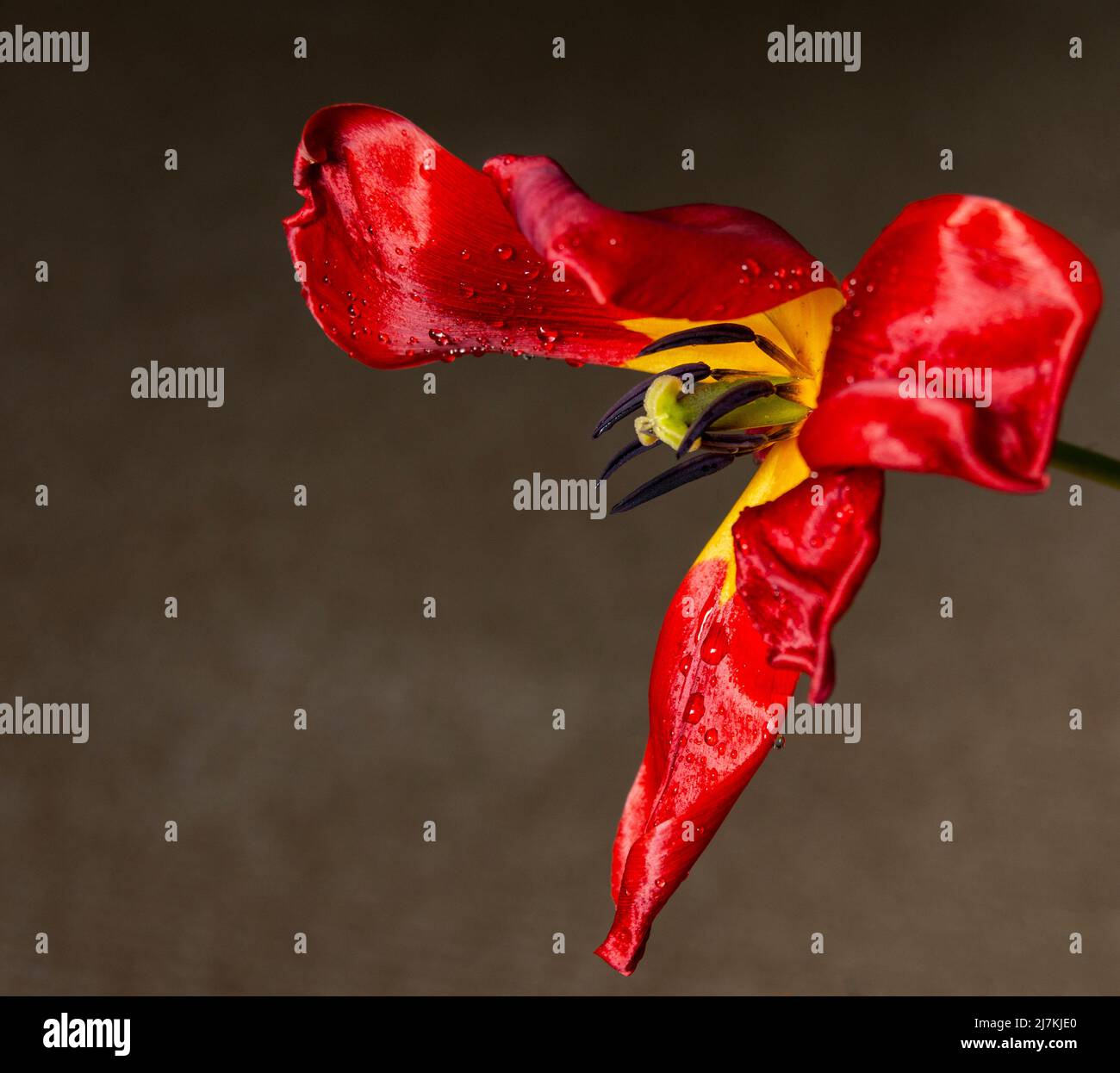 Une tulipe rouge en fondu comme elle meurt, toujours belle. Des gouttes de pluie sont visibles sur les pétales Banque D'Images