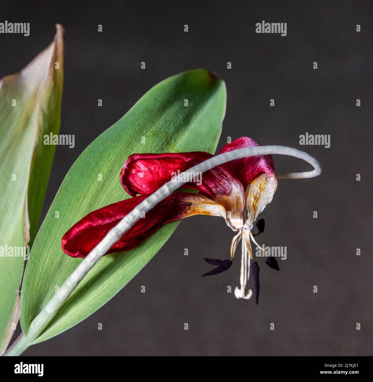 Une étude d'une tulipe rouge comme elle s'estompe et meurt, sa beauté reste Banque D'Images