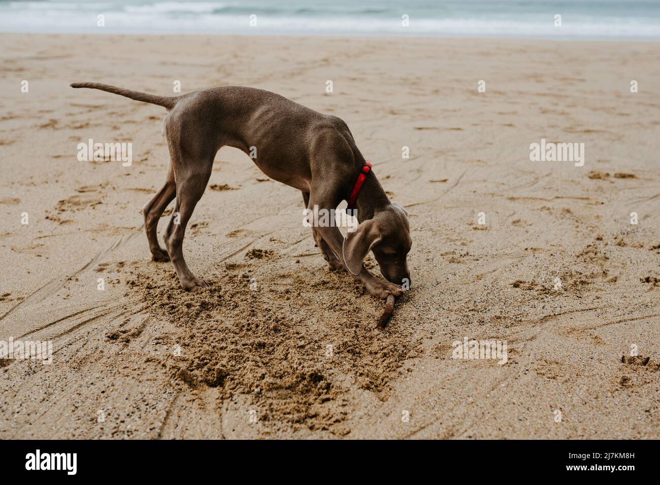 Adorable chien Weimaraner avec un manteau gris jouant avec un bâton de bois sur une rive sablonneuse avec des traces près de la mer agissante dans la région côtière Banque D'Images