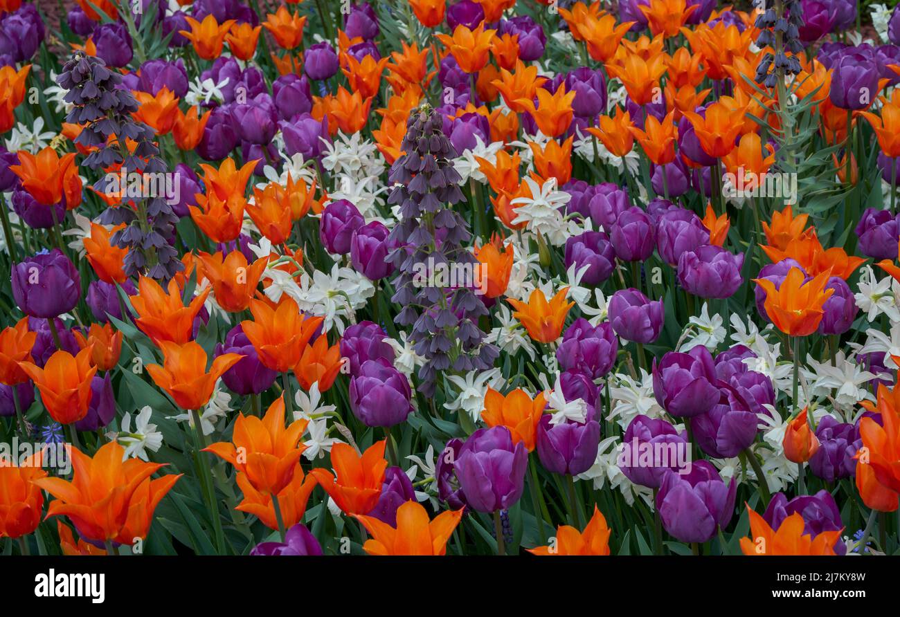 Des fleurs de tulipa florales luxuriantes, colorées, orange et violette, se rapprochent Banque D'Images