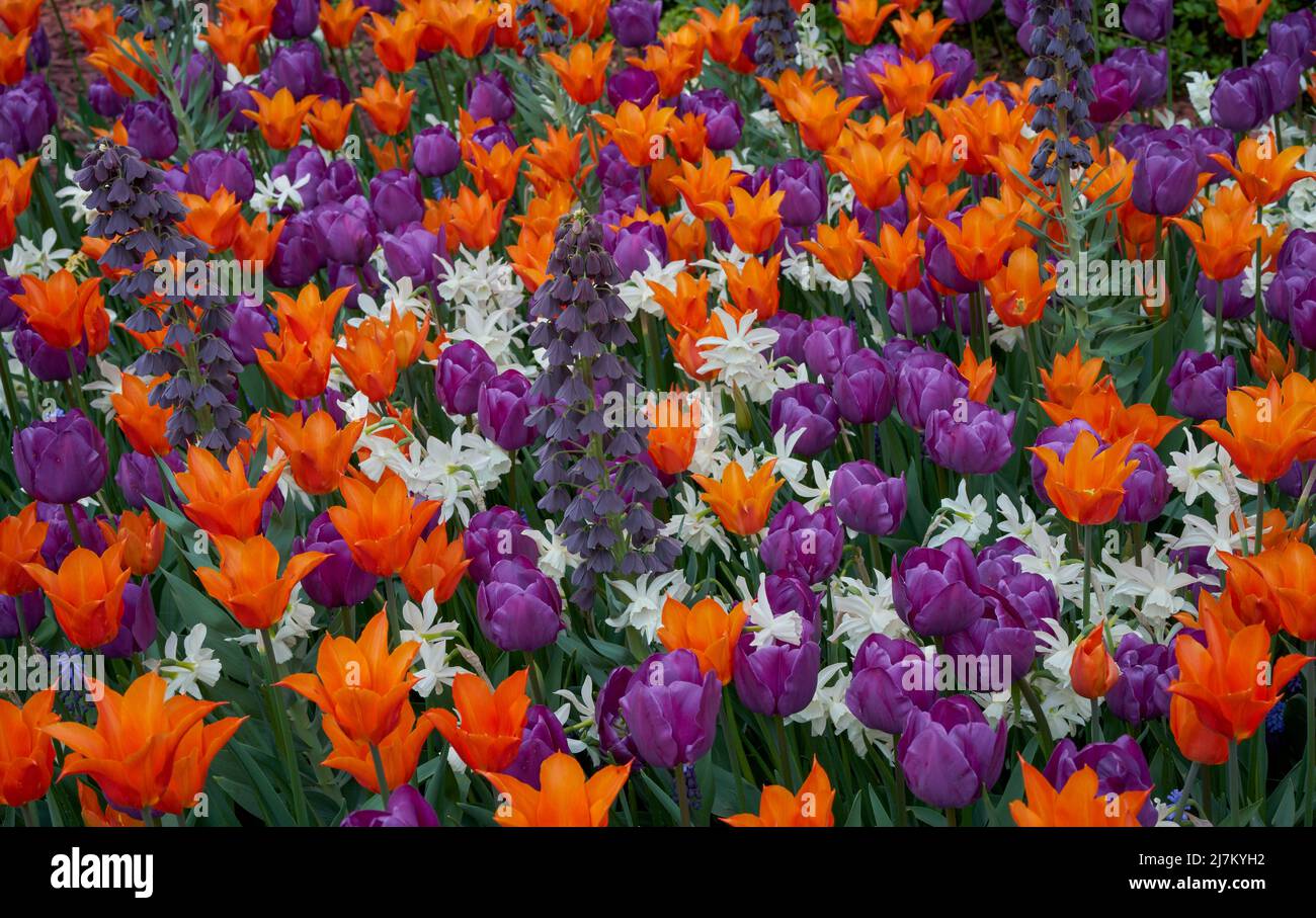 Des fleurs de tulipa florales luxuriantes, colorées, orange et violette, se rapprochent Banque D'Images