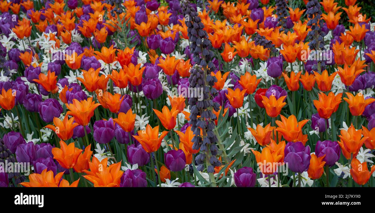 Des fleurs de tulipa florales luxuriantes, colorées, orange et violette, se rapprochent Banque D'Images